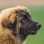 Bruno (Antonio Vigos), Hellbraun Halsband